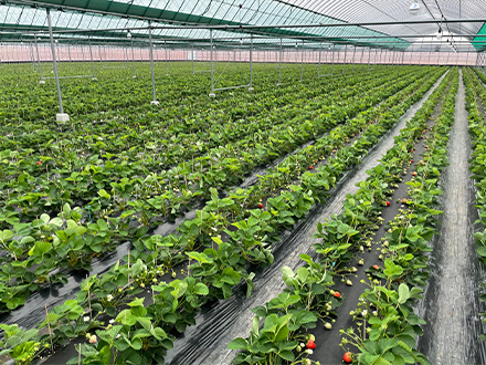 いちごの生産専門の農園