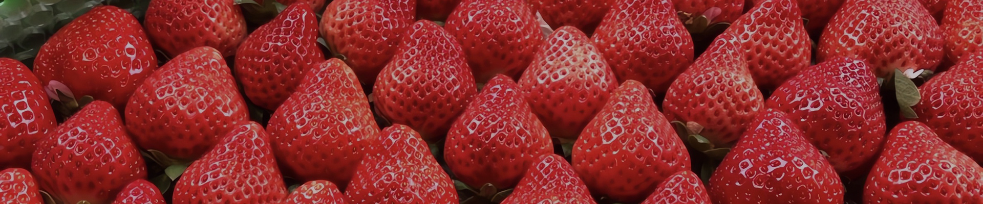 おおきベリーについて