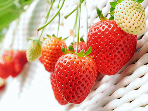 生産スケジュール