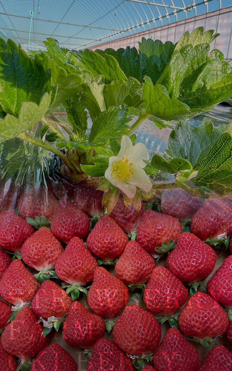 おおきベリー株式会社