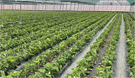 苺の生産専門の農園