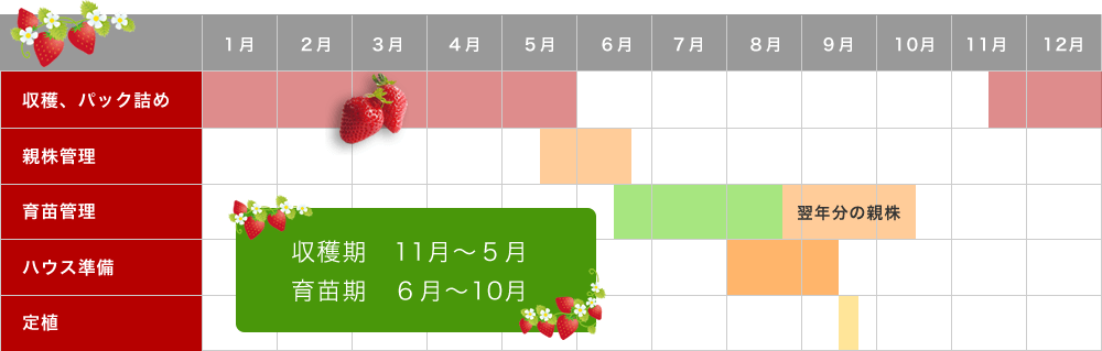 苺の栽培は6月スタート